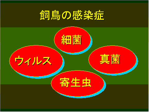 飼鳥の感染症
