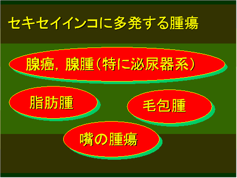 セキセイインコに多発する腫瘍