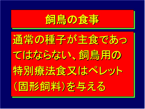 飼鳥の食事