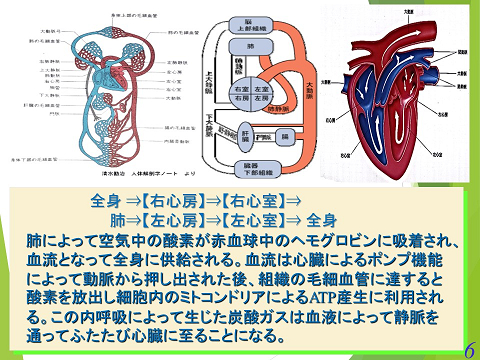 三鷹獣医科グループ・心不全02
