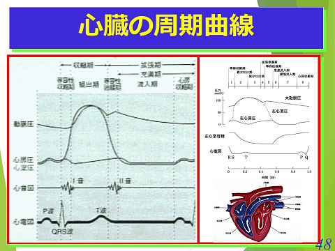 三鷹獣医科グループ・心臓の周期曲線