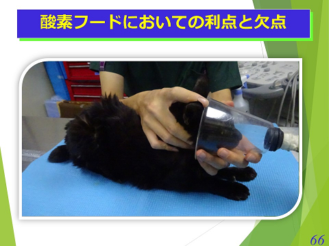 三鷹獣医科グループ・酸素フードにおいての利点と欠点04