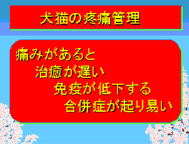 犬猫の疼痛管理01
