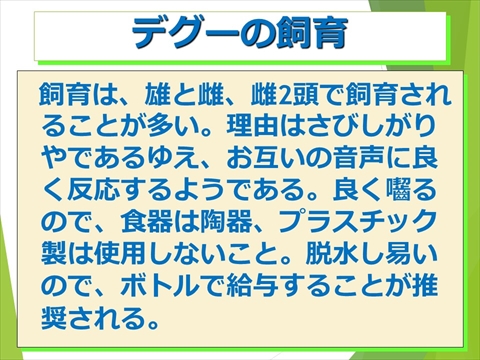 デグーの飼育04