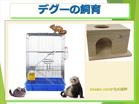 デグーの飼育05