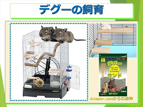 デグーの飼育06