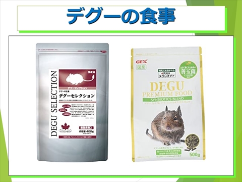 デグーの食事09