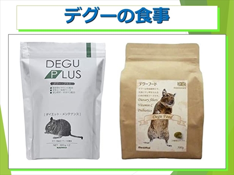 デグーの食事10