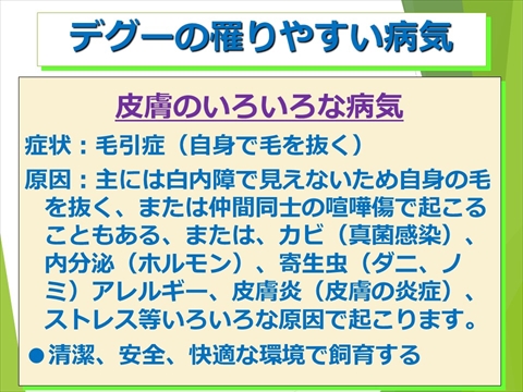 デグーの罹りやすい病気02