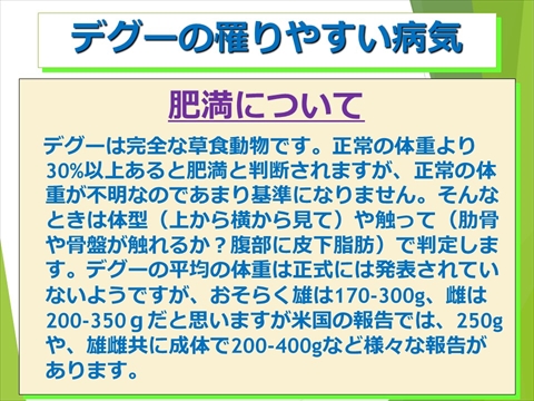 デグーの罹りやすい病気07
