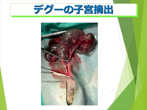 デグーの子宮摘出