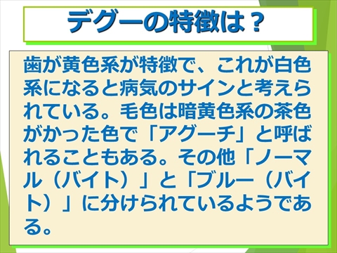 デグーの特徴は?