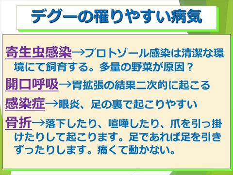 デグーの罹りやすい病気21