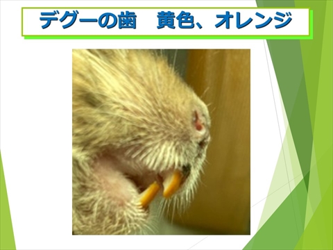 デグーの歯 黄色、オレンジ