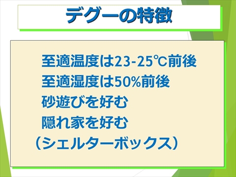 デグーの特徴02