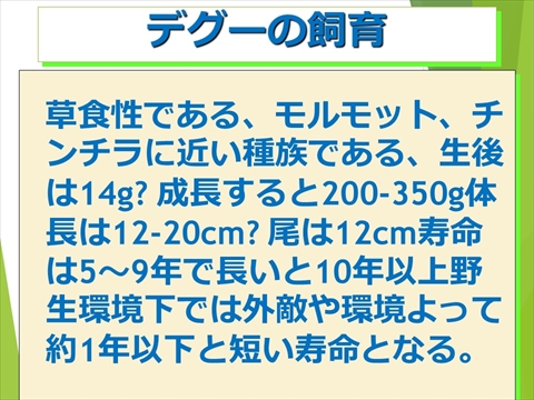 デグーの飼育03