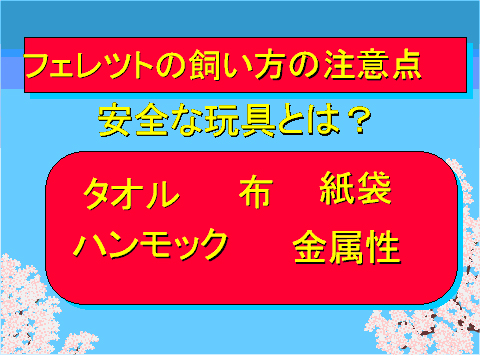 フェレットの飼い方の注意点07