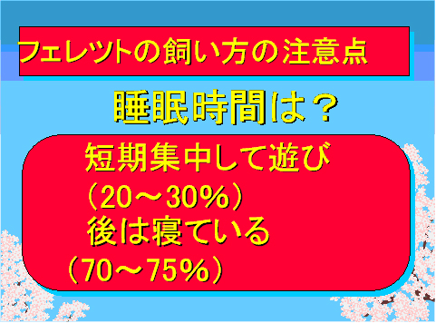 フェレットの飼い方の注意点08