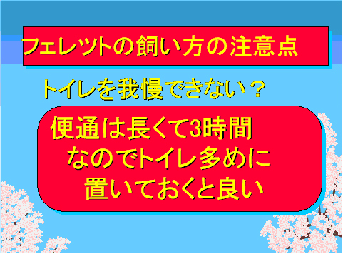 フェレットの飼い方の注意点09