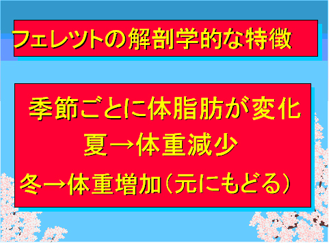 フェレットの解剖学的な特徴01