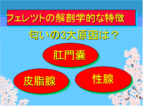 フェレットの解剖学的な特徴02