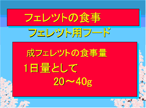 フェレットの食事02