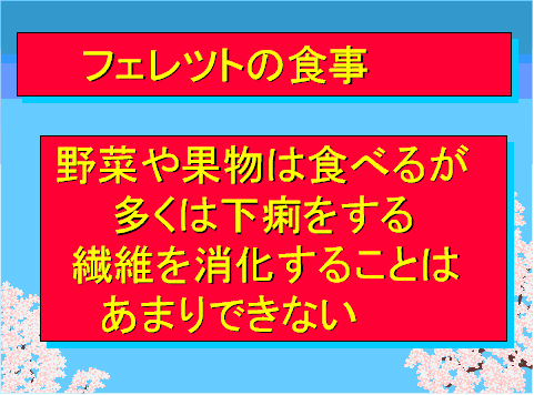 フェレットの食事03