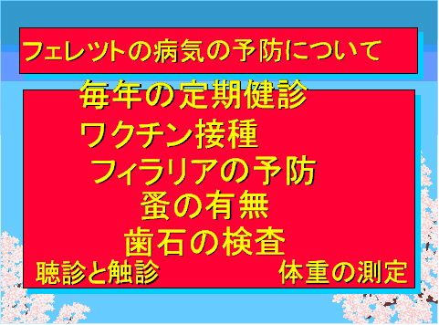 フェレットの病気の予防について01