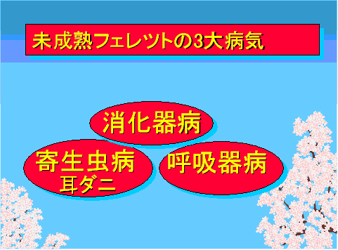 未成熟フェレットの3大病気