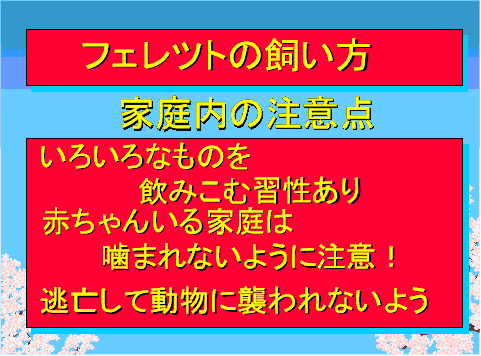 フェレットの飼い方