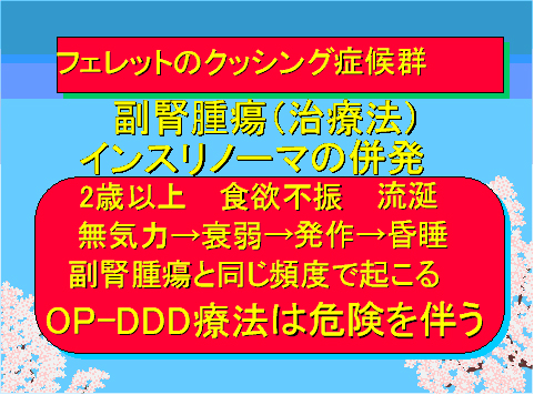 フェレットのクッシング症候群02