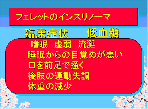 フェレットのインスリノーマ02