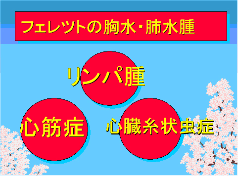 フェレットの胸水・肺水腫
