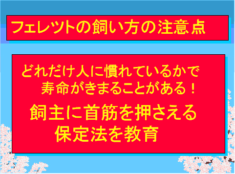 フェレットの飼い方の注意点02