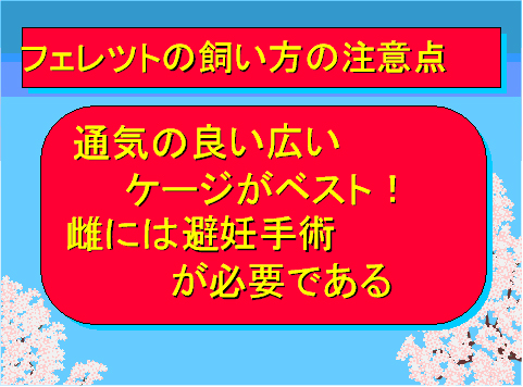 フェレットの飼い方の注意点03