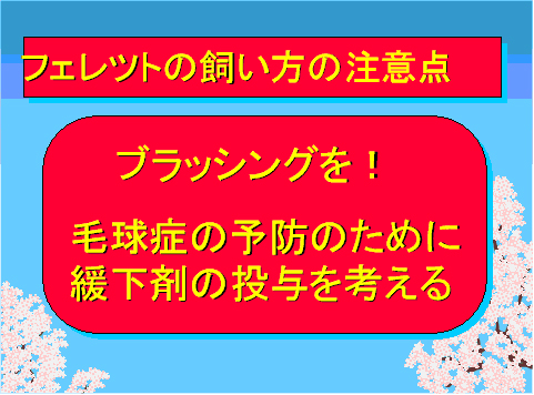 フェレットの飼い方の注意点04