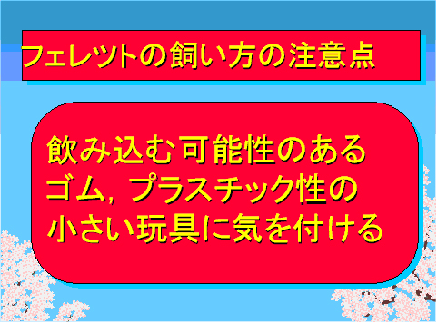フェレットの飼い方の注意点05