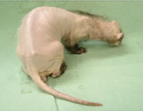 フェレットの臨床症状01