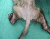 フェレットの臨床症状08