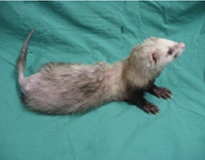 フェレットの臨床症状09