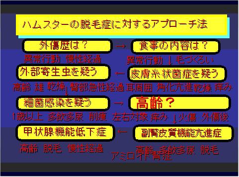 ハムスターの脱毛症に対するアプローチ法
