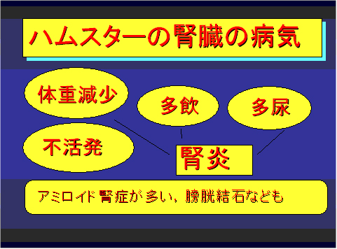 ハムスターの腎臓の病気