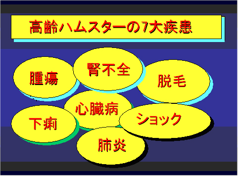 高齢ハムスターの7大疾病