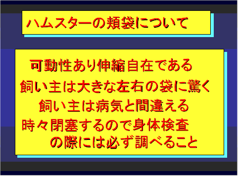 ハムスターの頬袋について01