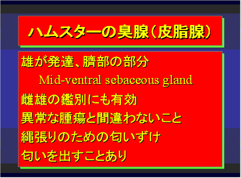 ハムスターの臭腺(皮脂腺)