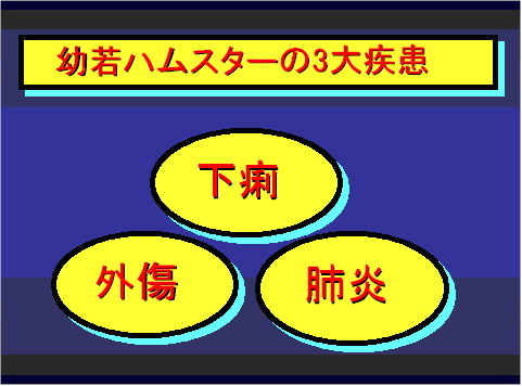 幼若ハムスターの3大疾病