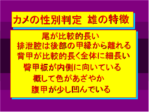 カメの性別判定 雄の特徴