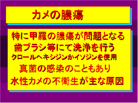 カメの膿瘍