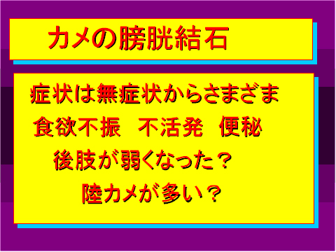 カメの膀胱結石01