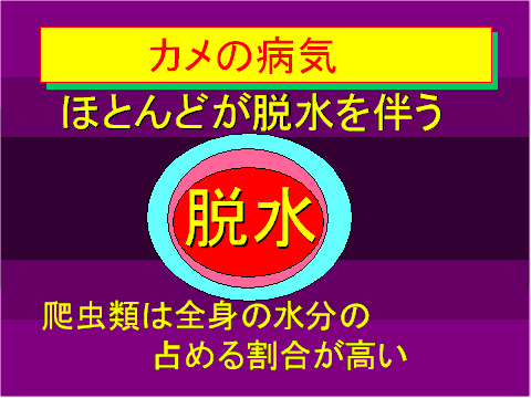 カメの病気